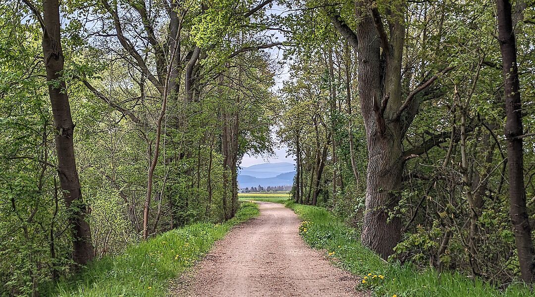 A dirt path running through a green forest, with mountains visible in the distance.