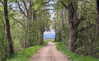 A dirt path running through a green forest, with mountains visible in the distance.