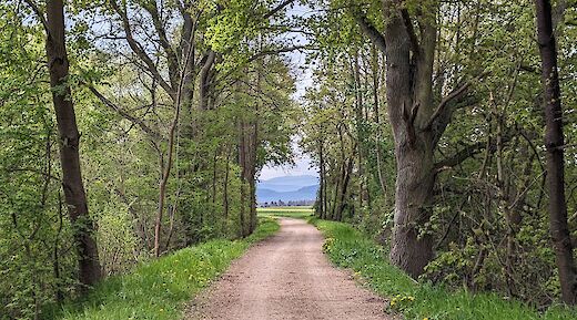 A dirt path running through a green forest, with mountains visible in the distance.