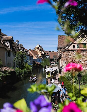 Purple and pink flowers in the foreground with a canal and traditional Alsatian half-timbered houses in Colmar, France. People are visible on a boat in the canal.