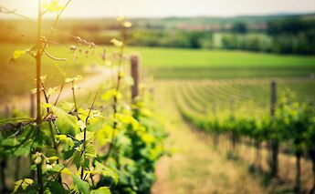 A sunlit vineyard with rows of grapevines stretching into the distance in France's Alsace region.