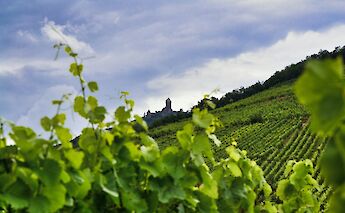 Lush green vineyards stretch across rolling hills in Alsace, France, with a castle silhouette visible in the distance under a cloudy sky.