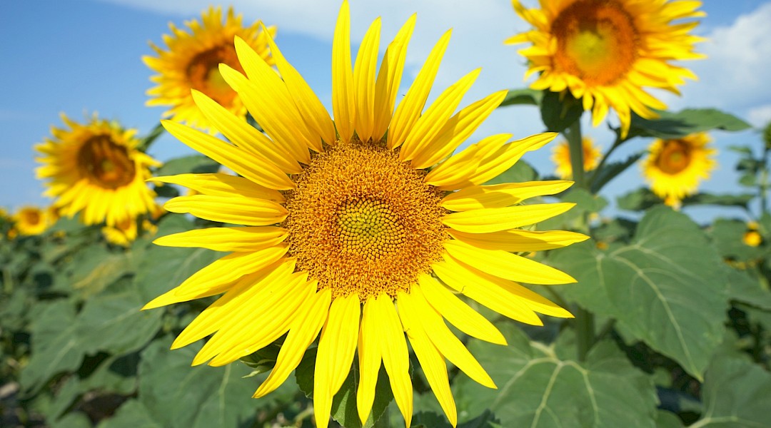 Sunflowers in Blaye, France. Julian B Solter, Unsplash