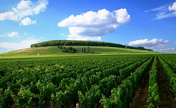 Vineyards of the Côte de Beaune. Stefan Bauer@Flickr