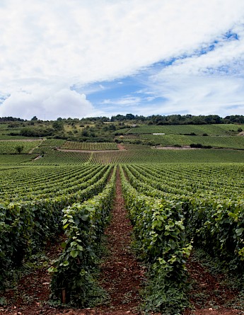 Burgundy Vineyards. Sylvain Brison@Unsplash