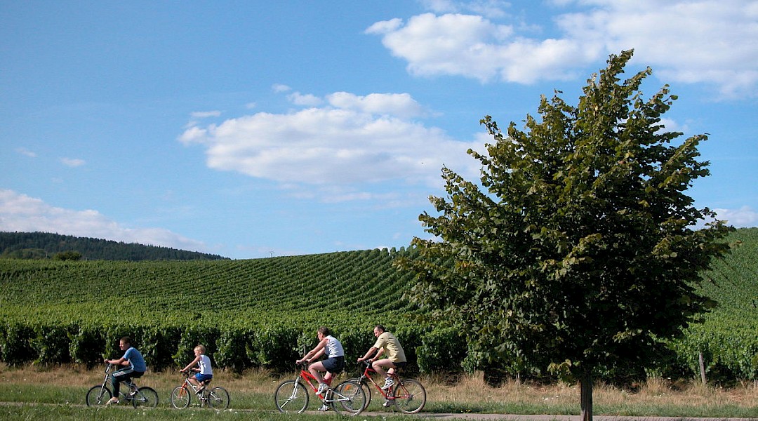 Burgundy Wine Trail Biking