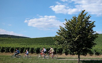 Burgundy Wine Trail Biking