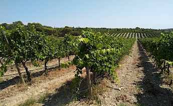 Narbonne, France. Pablo Herrera, Unsplash