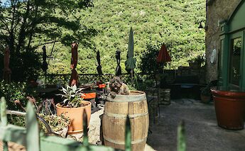 A dog lying on a wine barrel in Saint Guilhem le Désert, France. Unsplash:Romain Galoche