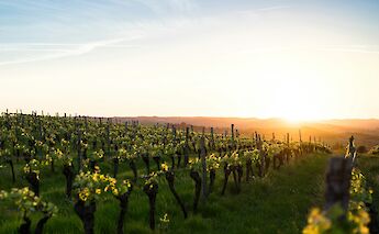 A vineyard at sunset, Carcassonne, France. Unsplash:Boudewijn Boer