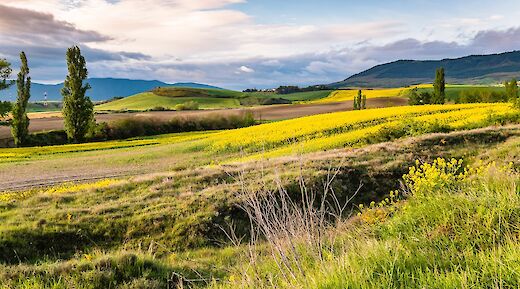 Cathedral of Santiago de Compostela, Spain. Alexander Schimmeck@Unsplash
