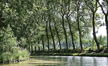 Trees lining the Canal du Midi, France. Unsplash:Steve Douglas