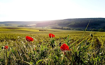 Champagne, France. By Fernand Champagne@Unsplash