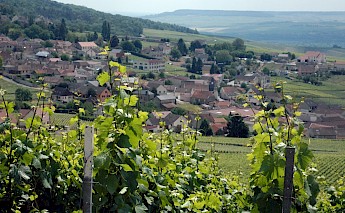 Champagne, France. Pug Girl@Flickr