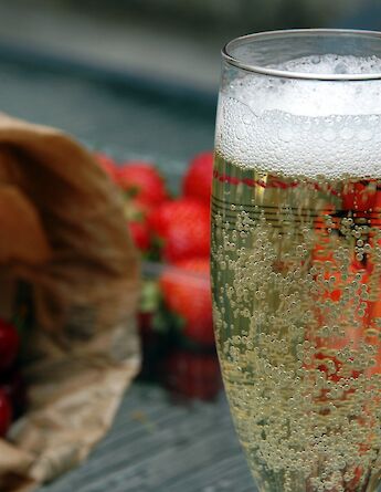 Champagne tasting in Épernay, France! Pug Girl@Flickr