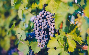 Bunch of grapes, Dordogne, France. Unsplash:Jonathan Farber