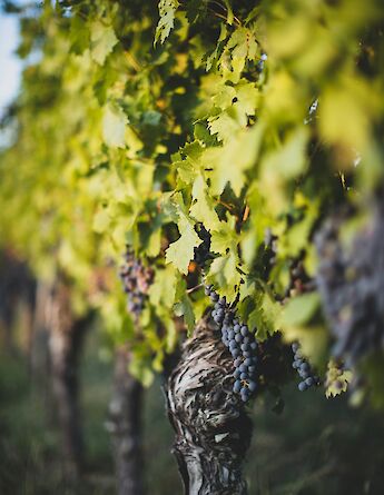 Grapes on vines, Dordogne, France. Unsplash:Jonathan Farber