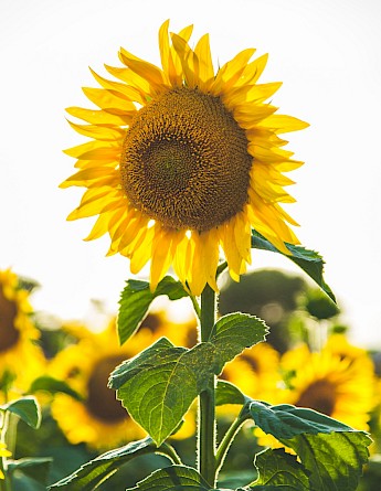 Sunflower fields in the Loire Valley. Paul Green@Unsplash