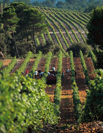Provence France (photo:flvinhosprovence_harvesting) CC-BY-ND-2.0