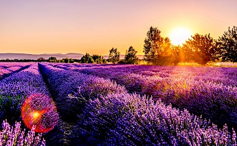 Provence France Lavender Field (photo:leonardcotte)