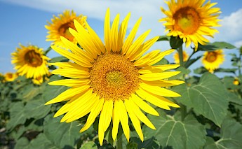 Sunflower fields in France! Julian B Solter@Unsplash