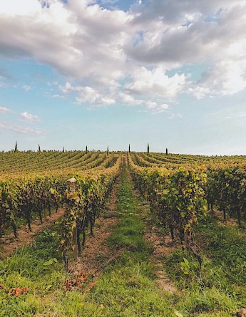 Vineyards in Bordeaux, France. Árpád Czapp@Unsplash