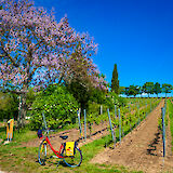 Blossom and vineyard, Strasbourg to Mainz. CC:TO