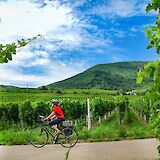 Cycling past vineyards, Strasbourg to Mainz. CC:TO