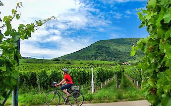 Cycling past vineyards, Strasbourg to Mainz. CC:TO