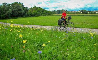 Cycling through meadows, Strasbourg to Mainz. CC:TO