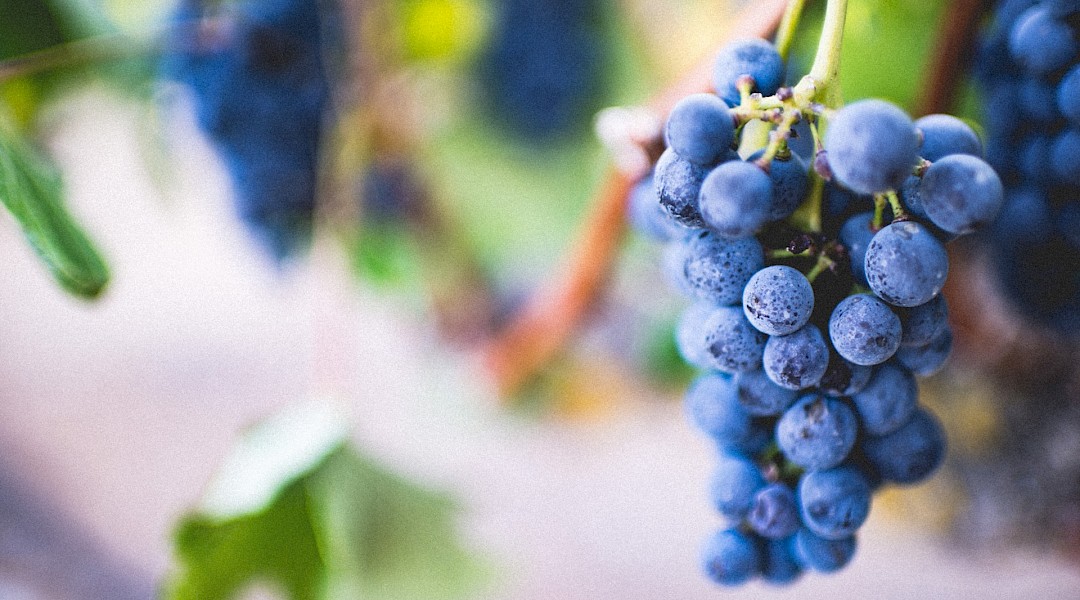 Grapes for harvest! Amos Bar-Zeev@Unsplash