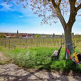 Village and vineyard, Strasbourg to Mainz. CC:TO