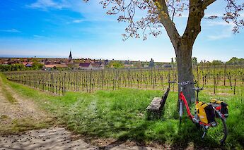 Village and vineyard, Strasbourg to Mainz. CC:TO