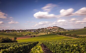 Vineyards in the Loire Valley!