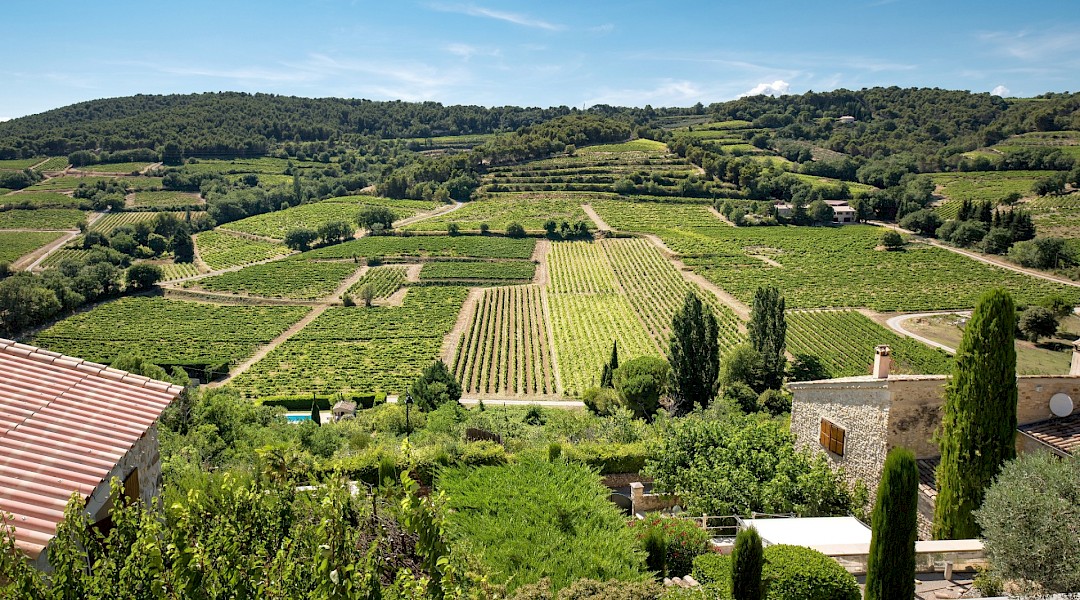 Vineyards in Provence, France. Eric Masur@Unsplash