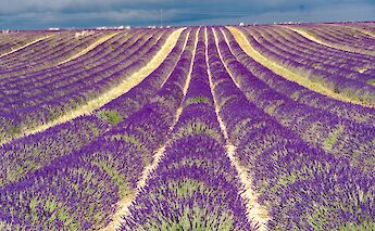 Lavender fields, Provence, France. Unsplash:Johnny Africa