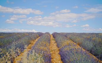 Lavender fields, Provence, France. Unsplash:Tao Qi