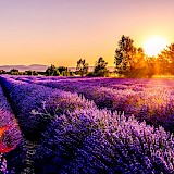 Lavender fields in Provence, France. Leonard Cotte@Unsplash