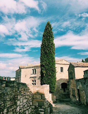 Tall tree in Les Baux de Provence, France. Unsplash:Anthony Delanoix