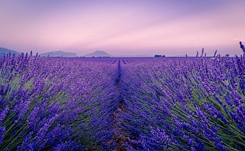Provence is famous for its lavender fields! Antony Bec@Unsplash