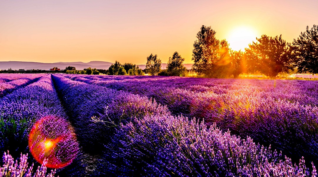Lavender fields in Provence! Leonard Cotte@Unsplash