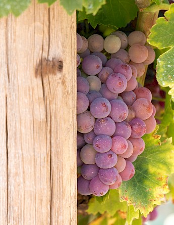 Vineyards in Provence! Persalo Monsson@Flickr