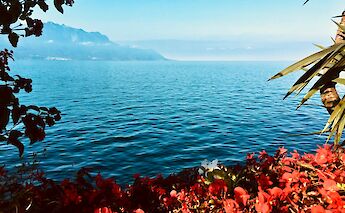 Red flowers by Lake Geneva, Switzerland. Unsplash:Armand Khoury
