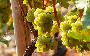 Grapes on a vine with sunlight filtering through leaves.