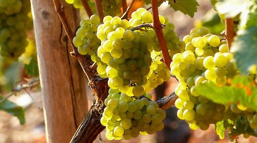 Grapes on a vine with sunlight filtering through leaves.