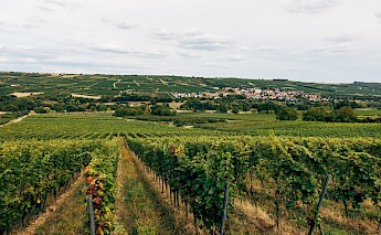 Vineyards en route. Markus Winkler, Unsplash
