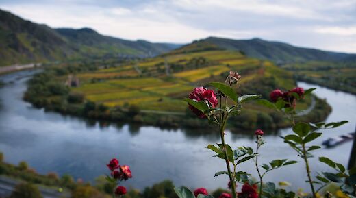 Mosel River Valley Bike Tour. Error420@Unsplash