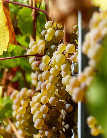 Riesling grapes ready for harvest in Germany. Luca J@Unsplash