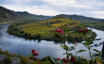 Mosel River Valley Bike Tour. Error420@Unsplash