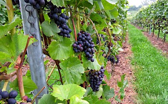 Biking along the Saar & Mosel Rivers of Germany